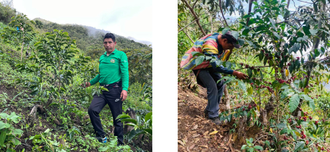 peru_0507.png